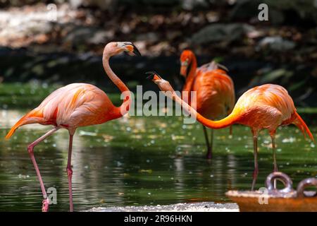 Plamant rose, Yucatan, Mexique Stock Photo