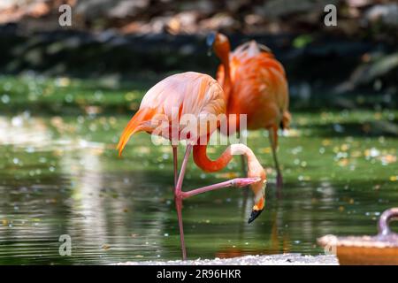 Plamant rose, Yucatan, Mexique Stock Photo