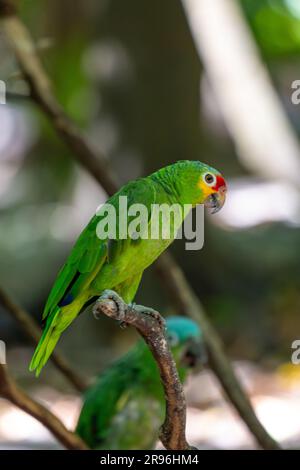 Perroquet vert, Yucatan, Mexique Stock Photo