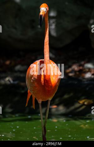 Plamant rose, Yucatan, Mexique Stock Photo