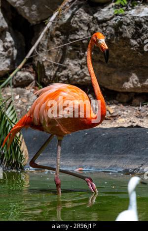 Plamant rose, Yucatan, Mexique Stock Photo