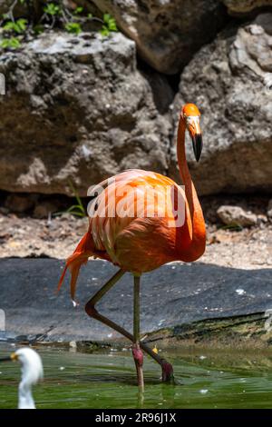 Plamant rose, Yucatan, Mexique Stock Photo