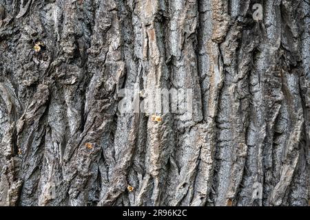 Background from a rough and old tree bark Stock Photo