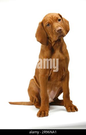 Magyar Vizsla, puppy, 11 weeks, short-haired Hungarian Pointing Dog Stock Photo