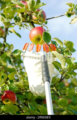 Apple 'Jakob-fisherman', apple harvest with apple picker (Malus domestica), apple picker Stock Photo