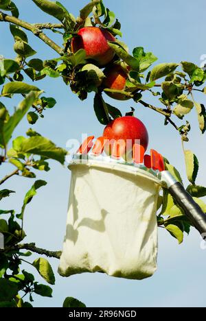 Apple 'Jakob-fisherman', apple harvest with apple picker (Malus domestica), apple picker Stock Photo