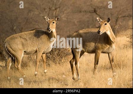 Nilgai (Boselaphus tragocamelus), females, Ranthambore national park, Rajasthan, India (Tragelaphus tragocamelus) Stock Photo