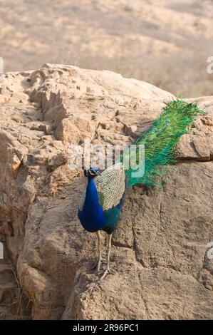 Common Peacock, male, Ranthambore national park, Rajasthan, India (Pavo cristatus) Stock Photo