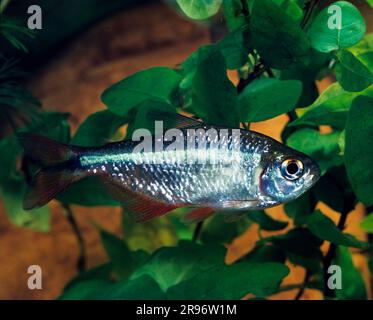 Buenos Aires tetra (Hemigrammus caudovittatus), lateral Stock Photo