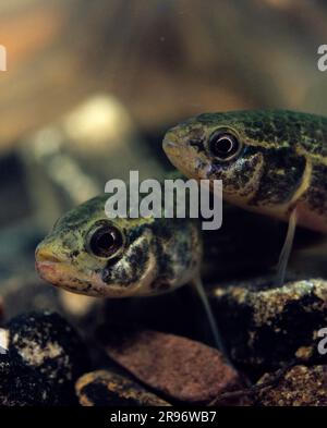 European Mudminnow, Umbra krameri Stock Photo - Alamy