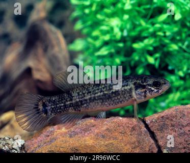 European Mudminnow, Umbra krameri Stock Photo - Alamy