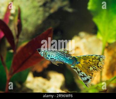 Guppy (Poecilia reticulata) (Lebistes reticulata) (Lebistes reticulatus), page Stock Photo