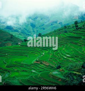 Rice terraces, Yuanyang, Yunnan, China Stock Photo