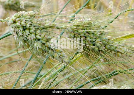 English wheat 'Mirabile' (Triticum turgidum) Stock Photo