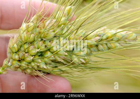 English wheat 'Mirabile' (Triticum turgidum) Stock Photo