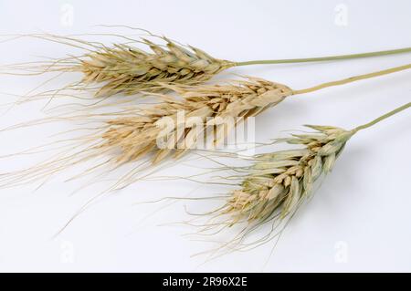 Polish wheat (Triticum polonicum) Stock Photo