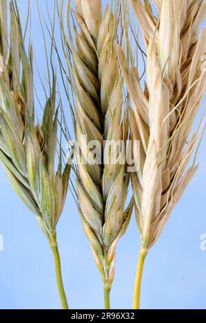 Polish wheat (Triticum polonicum) Stock Photo