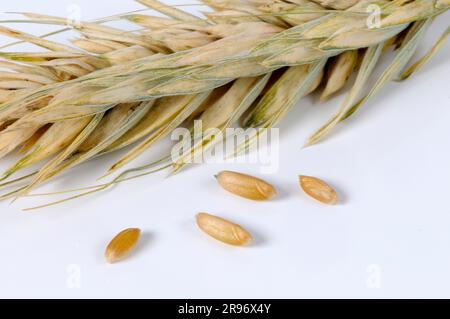 Polish wheat (Triticum polonicum), wheat grains Stock Photo