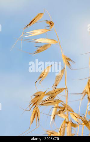 Bristle oat (Avena nuda strigosa) Stock Photo