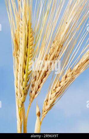 Six-row barley (Hordeum vulgare hexastichon) Stock Photo