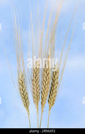 Turanian wheat (Triticum turanicum) Stock Photo
