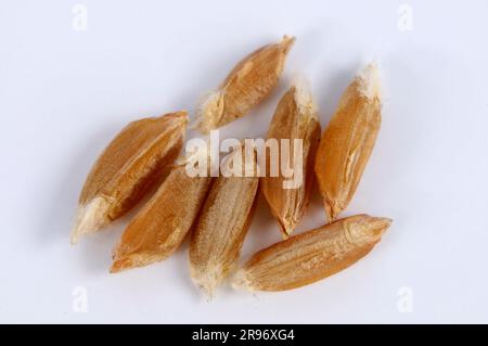 Turanian wheat (Triticum turanicum), wheat grains Stock Photo