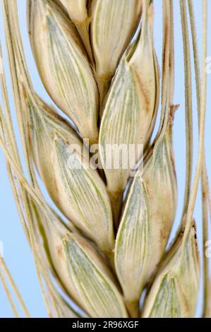 Turanian wheat (Triticum turanicum) Stock Photo