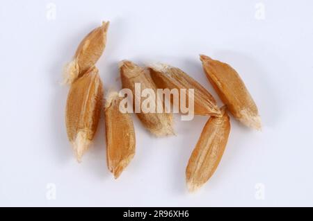 Turanian wheat (Triticum turanicum), wheat grains Stock Photo