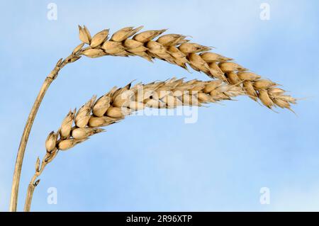 Winter wheat (Triticum aestivum) 'Kaspar', wheat Stock Photo