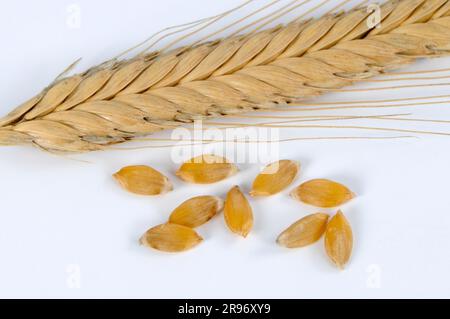 Einkorn wheat (Triticum monococcum) 'Postmaturum', Einkorn wheat kernels, cereal grains Stock Photo