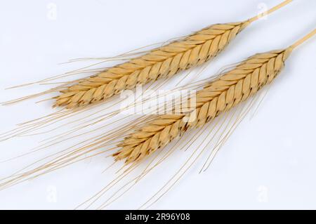 Einkorn wheat (Triticum monococcum) 'Postmaturum' Stock Photo