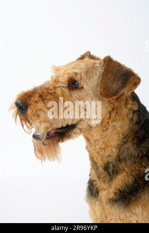 Airedale Terrier, lateral, profile Stock Photo