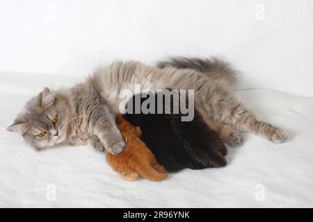 British longhair cat, blue-cream-silver-tabby-mackerel, suckling kitten, 3 weeks, Highlander, Lowlander, Britanica, BLH, detachable Stock Photo
