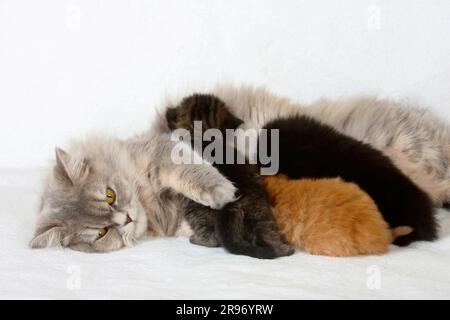 British longhair cat, blue-cream-silver-tabby-mackerel, suckling kitten, 3 weeks, Highlander, Lowlander, Britanica, BLH Stock Photo