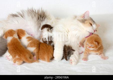 British longhair cat, blue-cream-white, with kitten, 2 weeks, Highlander, Lowlander, Britanica, BLH Stock Photo