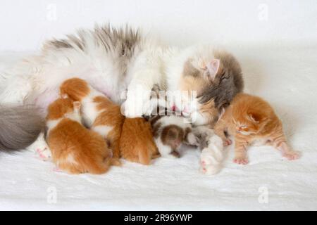 British longhair cat, blue-cream-white, with kitten, 2 weeks, Highlander, Lowlander, Britanica, BLH Stock Photo