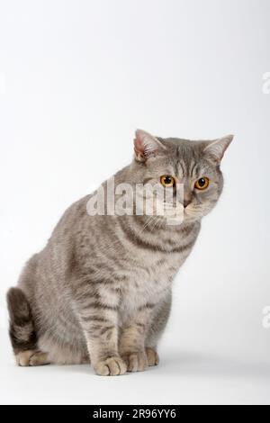 British shorthair cat, blue-silver tabby, BKH, blue-silver tabby, mackerel Stock Photo