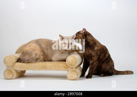 British shorthair cats, lilac-tortie and chocolate-tortie, BKH, British shorthair cat Stock Photo