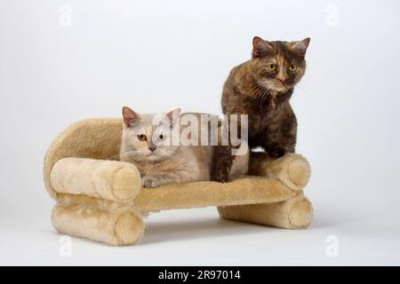 British shorthair cats, lilac-tortie and chocolate-tortie, BKH, British shorthair cat Stock Photo