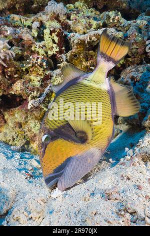 Titan Triggerfish (Balistoides viridescens), Daedalus Reef, Red Sea, Egypt Stock Photo