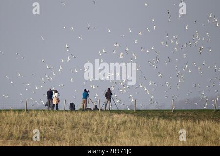 Birdwatcher and flock of Sandwich Terns (Sterna sandvicensis), Texel, Netherlands Stock Photo