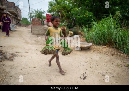 A young boy seen carrying bundles of paddy seedlings, during paddy sowing season in a village of Rural Bihar, India. Stock Photo