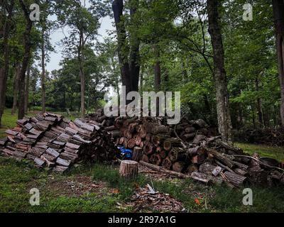 A large stack of logs in the woods, ready for use as firewood Stock Photo