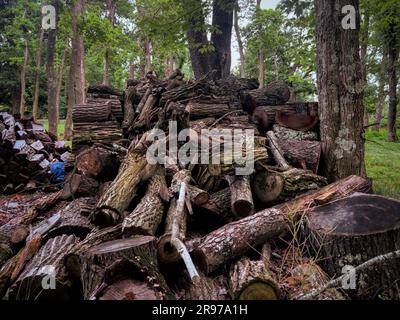 A large stack of logs in the woods, ready for use as firewood Stock Photo