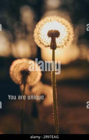 You are unique, affirmation. Sun shining through beautiful fluffy dandelion outdoors Stock Photo