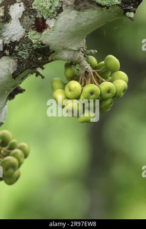 Common Red-stem Fig (Ficus variegata), growing direct from the tree trunk, Nam Chung, New Territories, Hong Kong, China Stock Photo