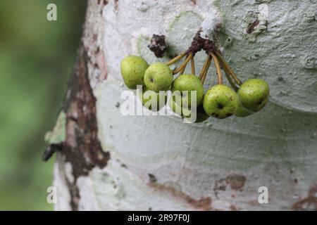 Common Red-stem Fig (Ficus variegata), growing direct from the tree trunk, Nam Chung, New Territories, Hong Kong, China Stock Photo