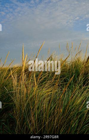 Bird sanctuary at Loyola Beach in the Rogers Park neighborhood, Chicago, Illinois, USA Stock Photo