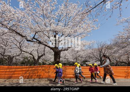Kindergarten students and teachers walk past fences used to stop Hanami parties during COVID under the cherry blossoms in Yoyogi Park, Tokyo, Japan Stock Photo