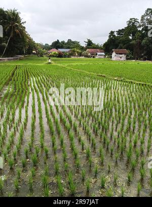 Bright green rice plants grow in orderly rows with traditional tile roofed houses and palm trees visible in the distance in rural Bali, Indonesia Stock Photo